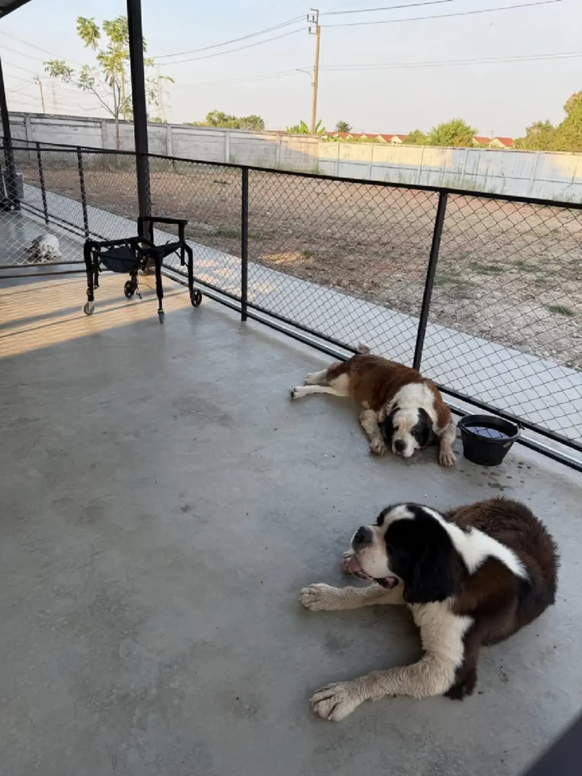 หัวใจคนรักสัตว์ “แก้มบุ๋ม ปรียาดา” สร้างบ้านใหม่ให้น้องหมา 