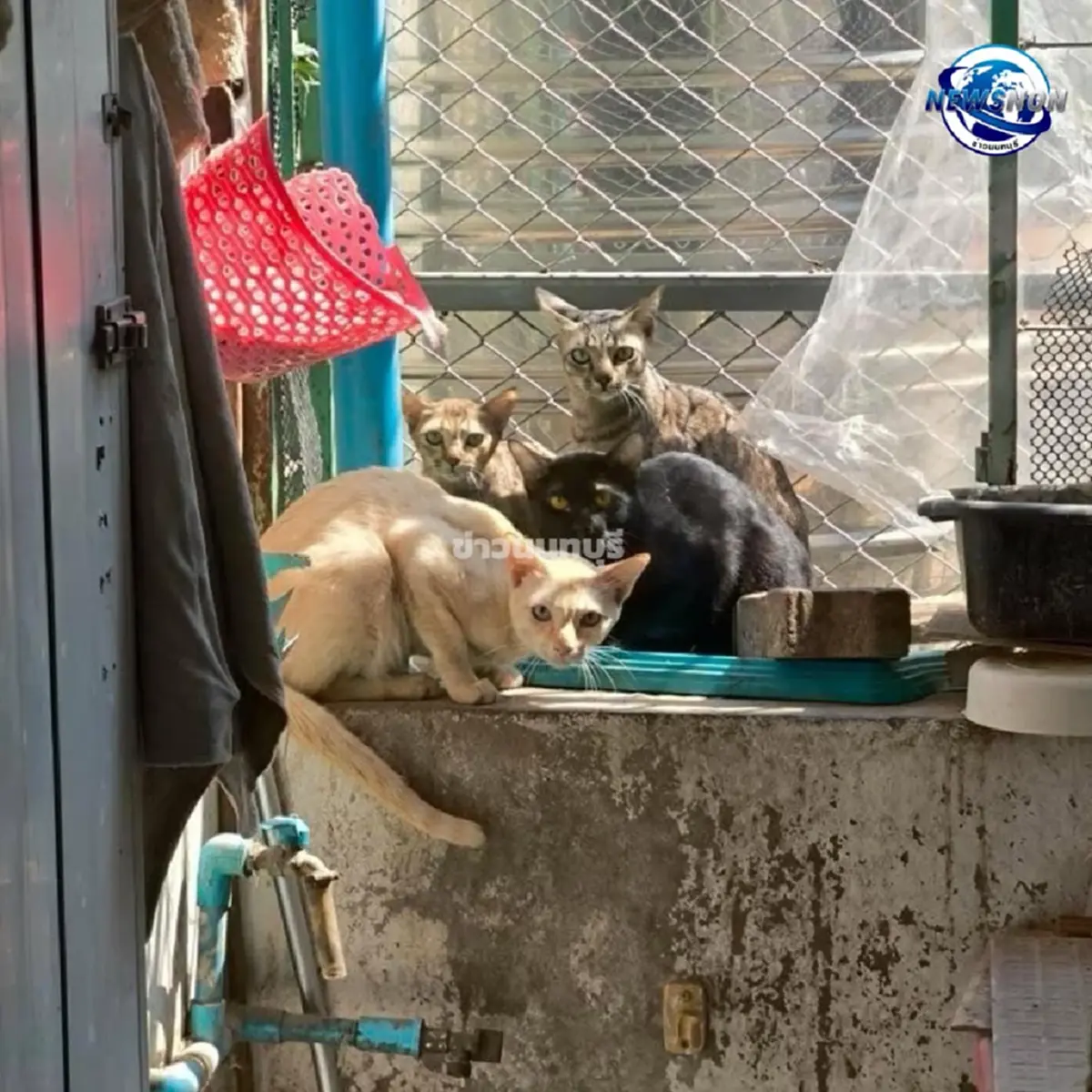   เพื่อนบ้านสุดทน  ลุงวัย 63 เลี้ยงแมว  กลิ่นเหม็นคลุ้งทั้งตึกนาน 3 ปี