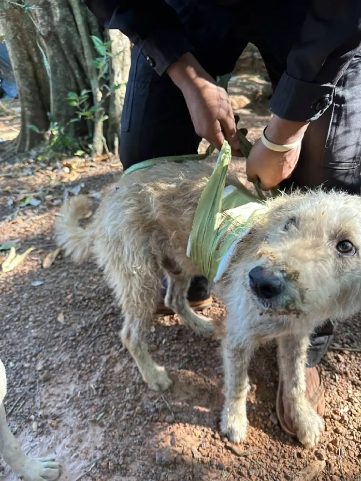 อาการล่าสุด น้องบังเกอร์ เข้ารับการผ่าตัด หลังโดนสะเก็ดระเบิด