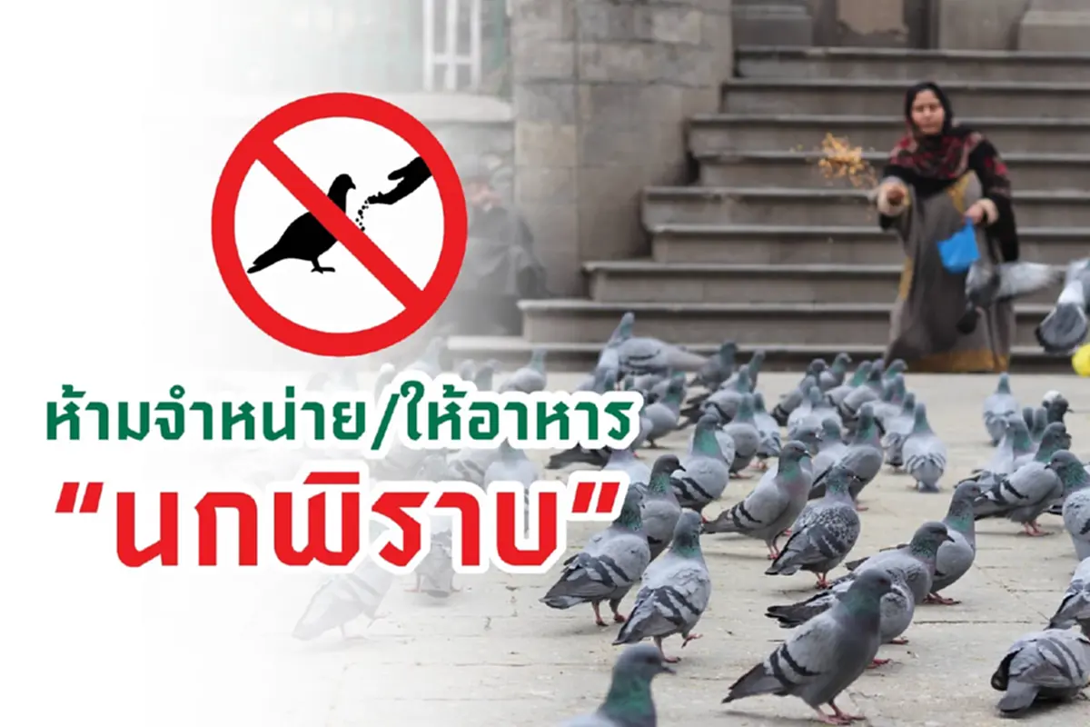 เปิดโทษชัด ๆ พวก ขาย-ให้อาหารนกพิราบ ถ้าโดนจับบอกเลย หนัก 