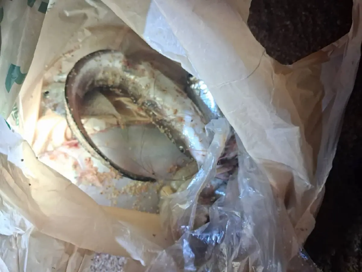 แตกตื่น ชายล้มนอนนิ่งริมหาดจอมเทียน สาเหตุพีคจากปลาตัวเดียว