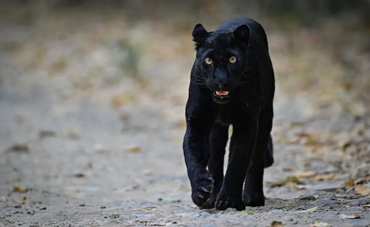 เปิดเผยภาพ เสือดำแห่งแก่งกระจาน สร้างความประทับใจแก่นักท่องเที่ยว