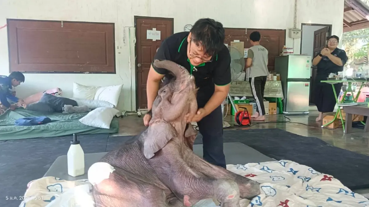 ใจสลาย น้องข้าวต้ม ลูกช้างน้อยนักสู้ กลับดาวช้างแล้ว