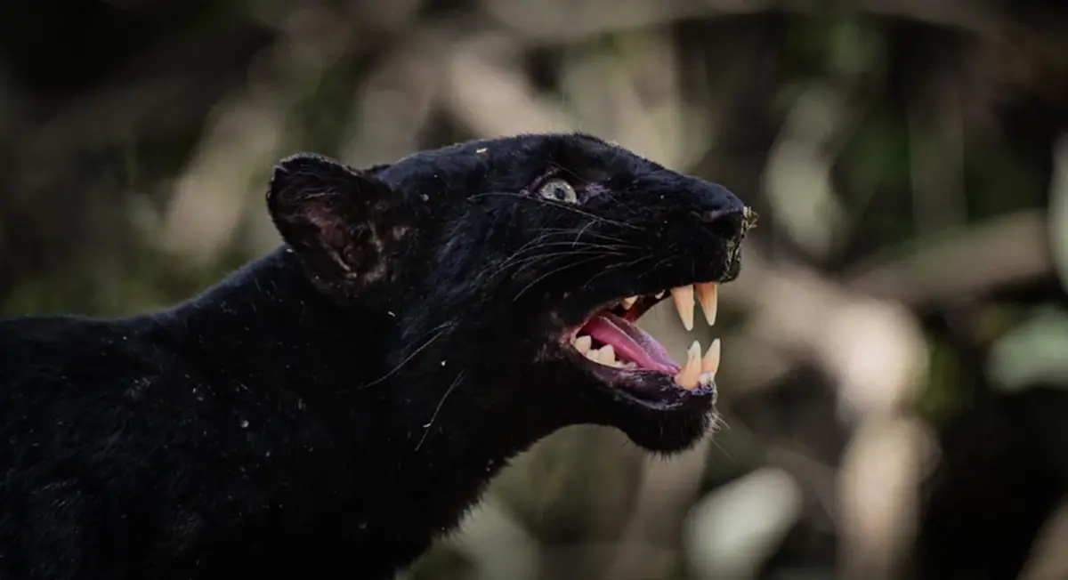 เปิดเผยภาพ เสือดำแห่งแก่งกระจาน สร้างความประทับใจแก่นักท่องเที่ยว