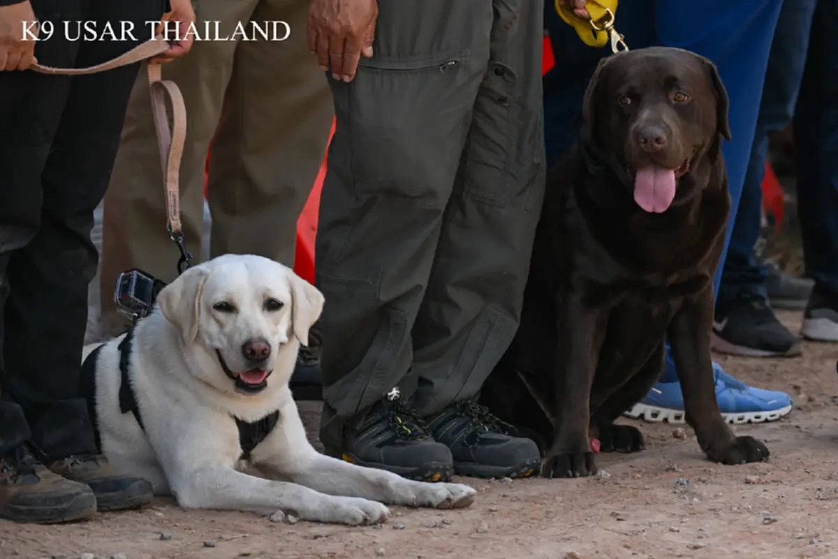 สรุปภารกิจ K9 USAR เหตุเครนถล่มทับรถไฟ สุนัขทรงเลี้ยง ร่วมด้วย