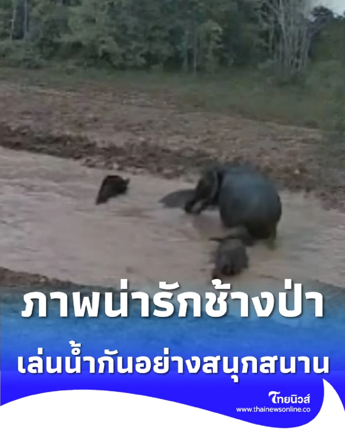 ภาพน่ารักช้างป่าเขาใหญ่เล่นน้ำ หลังมาตรการลดช้างออกนอกพื้นที่เห็นผลชัด