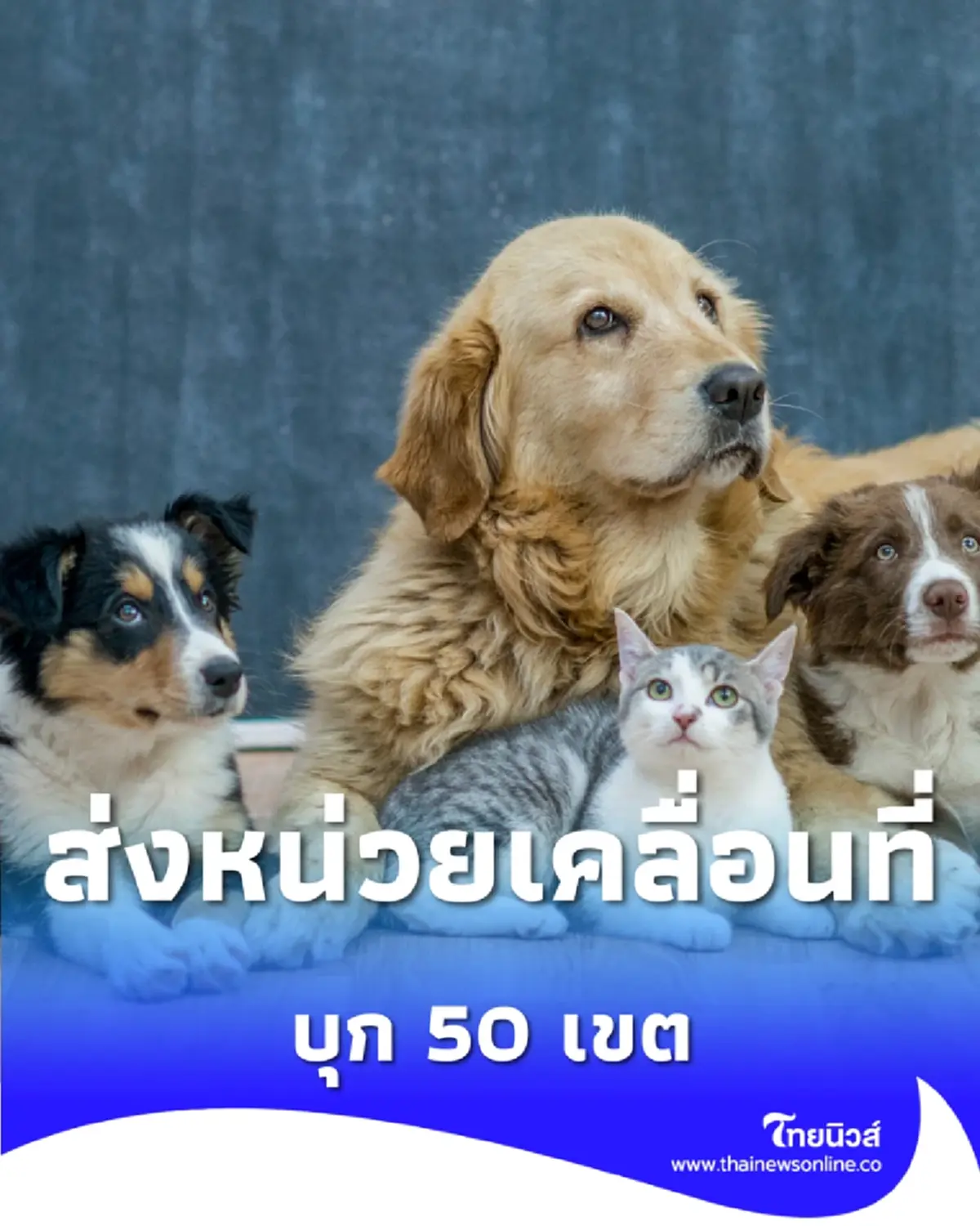 กทม. ส่งหน่วยเคลื่อนที่บุก 50 เขต ฉีดฝังไมโครชิป จดทะเบียนสัตว์เลี้ยง