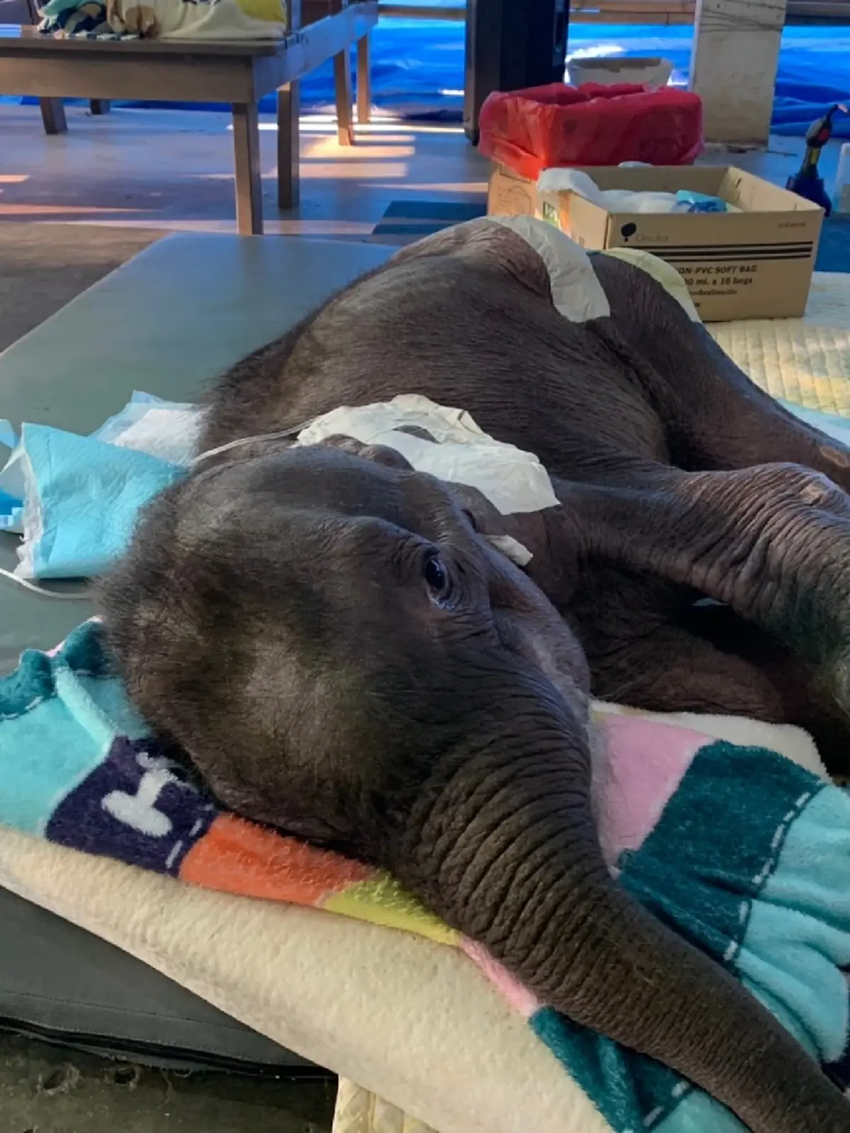 ใจสลาย น้องข้าวต้ม ลูกช้างน้อยนักสู้ กลับดาวช้างแล้ว