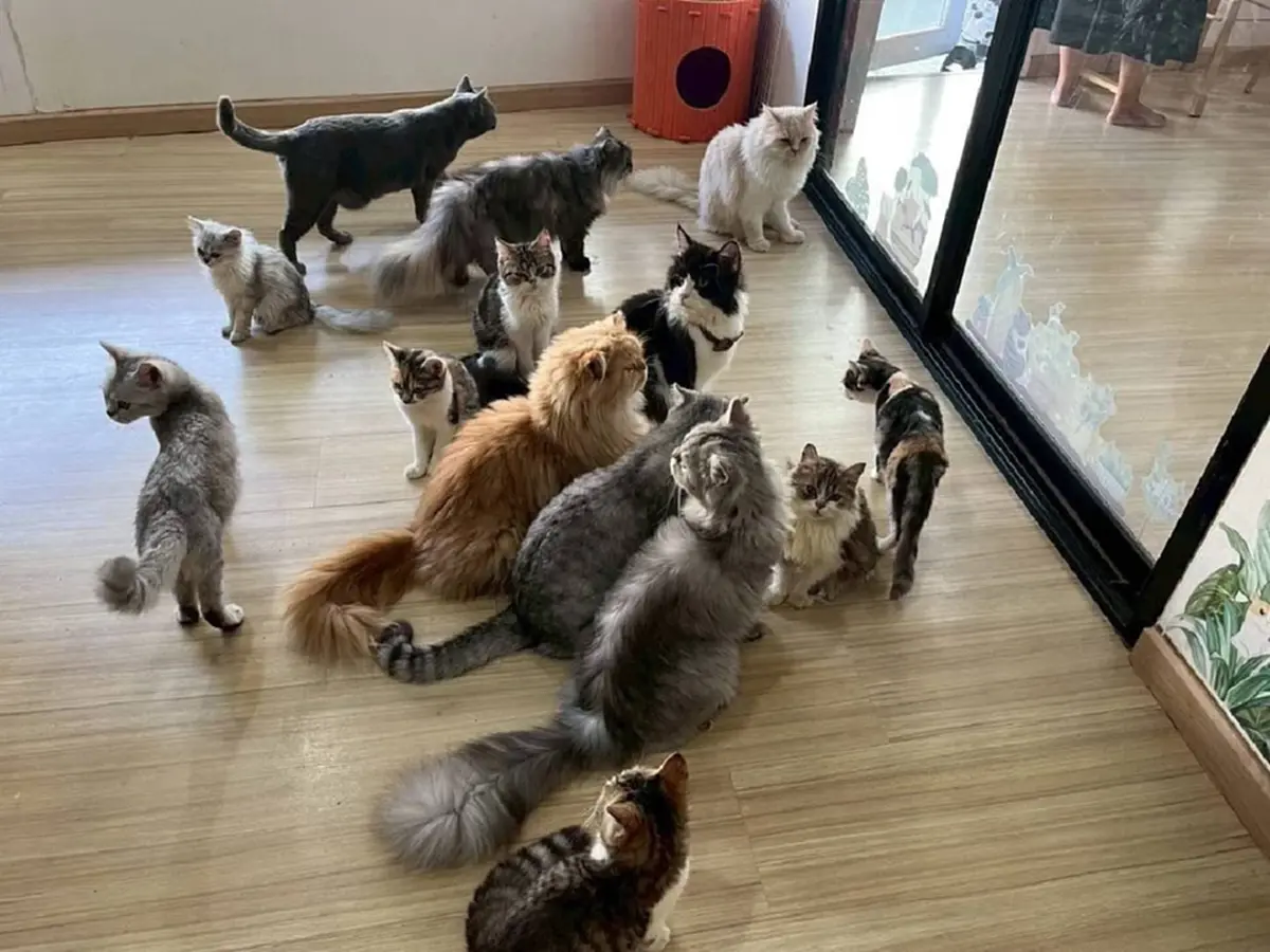 เขตบางเขนเข้าตรวจสอบคาเฟ่แมวดัง ที่เป็นกระแสในในโซเชียล