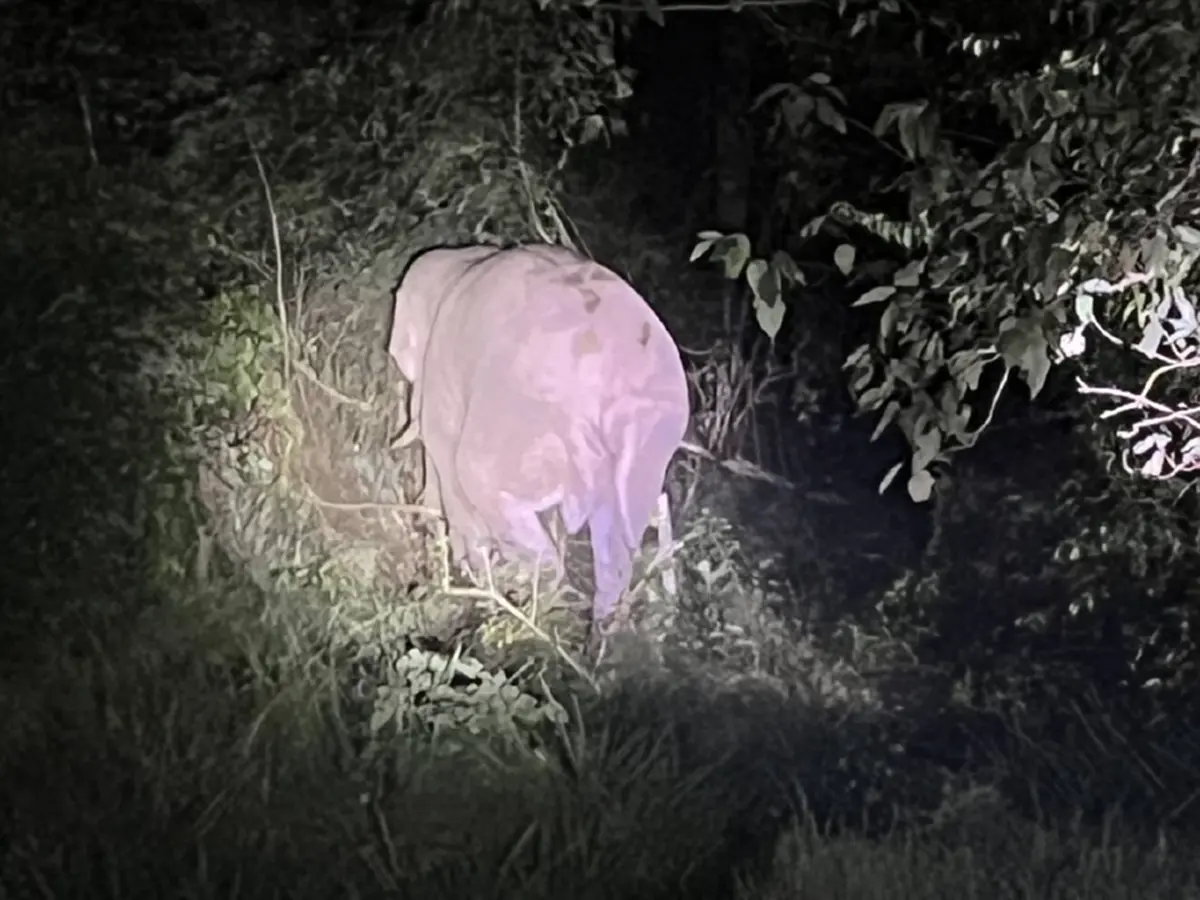 เผยสภาพ พลายชมวิว พบตัวแล้ว หลังถูกรถชนและหายเข้าป่าเขาใหญ่หลายวัน