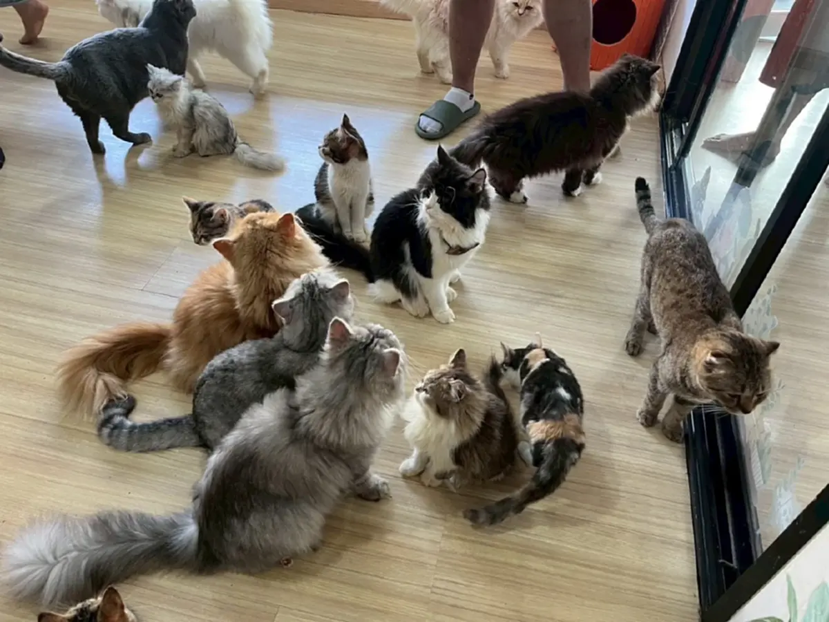 งานเข้าแล้ว คาเฟ่แมว ย่านบางเขน หลังโผล่คลิปทารุณสัตว์ว่อนเน็ต