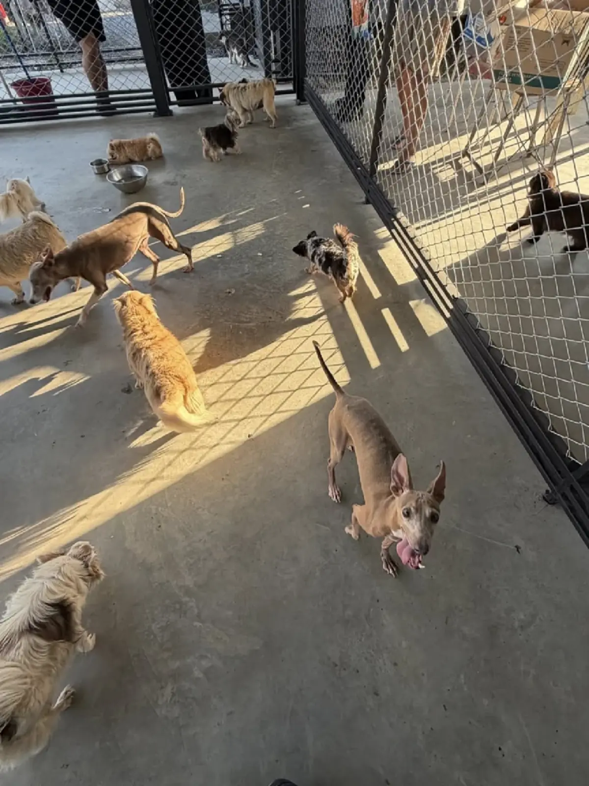 หัวใจคนรักสัตว์ “แก้มบุ๋ม ปรียาดา” สร้างบ้านใหม่ให้น้องหมา 