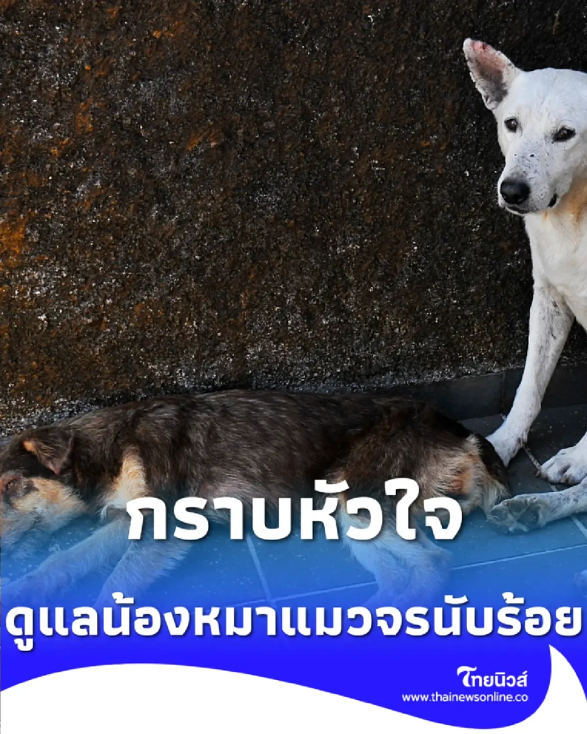 2 ดาราสาวสวย รวยเมตตาต่อสัตว์สี่ขา ควักเงินส่วนตัว 100%