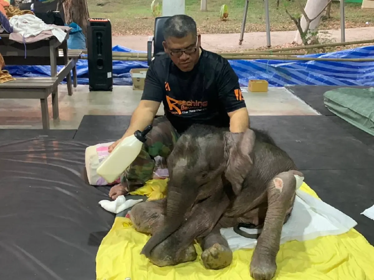 ใจสลาย น้องข้าวต้ม ลูกช้างน้อยนักสู้ กลับดาวช้างแล้ว