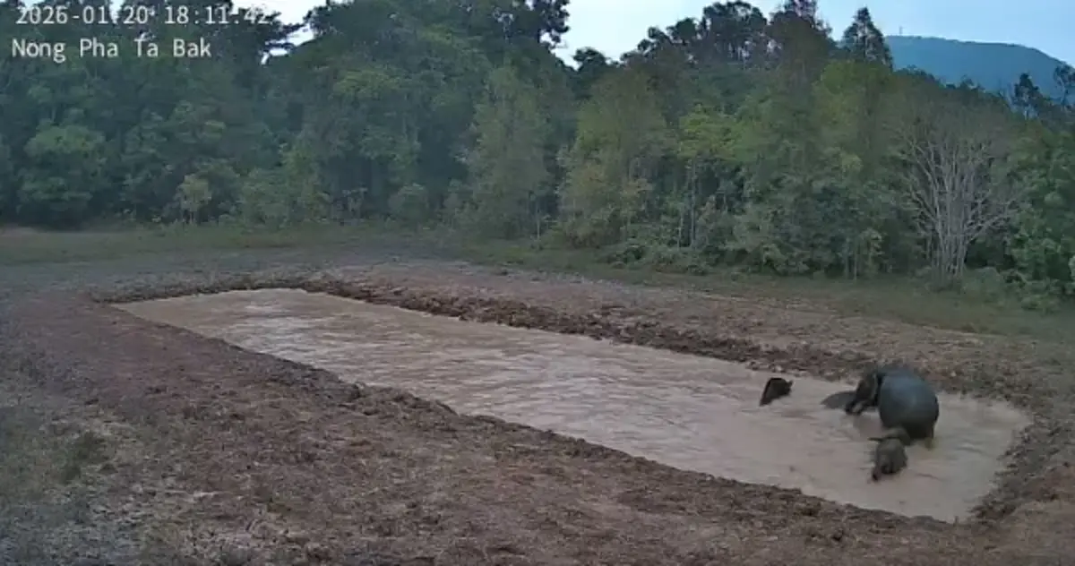 ภาพน่ารักช้างป่าเขาใหญ่เล่นน้ำ หลังมาตรการลดช้างออกนอกพื้นที่เห็นผลชัด