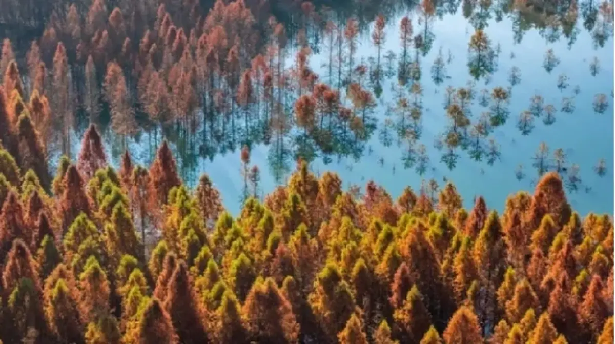 ยลโฉมป่าสนแดง กลางพื้นที่ชุ่มน้ำคุนหมิง ท่ามกลางบรรยากาศยามรุ่งอรุณ