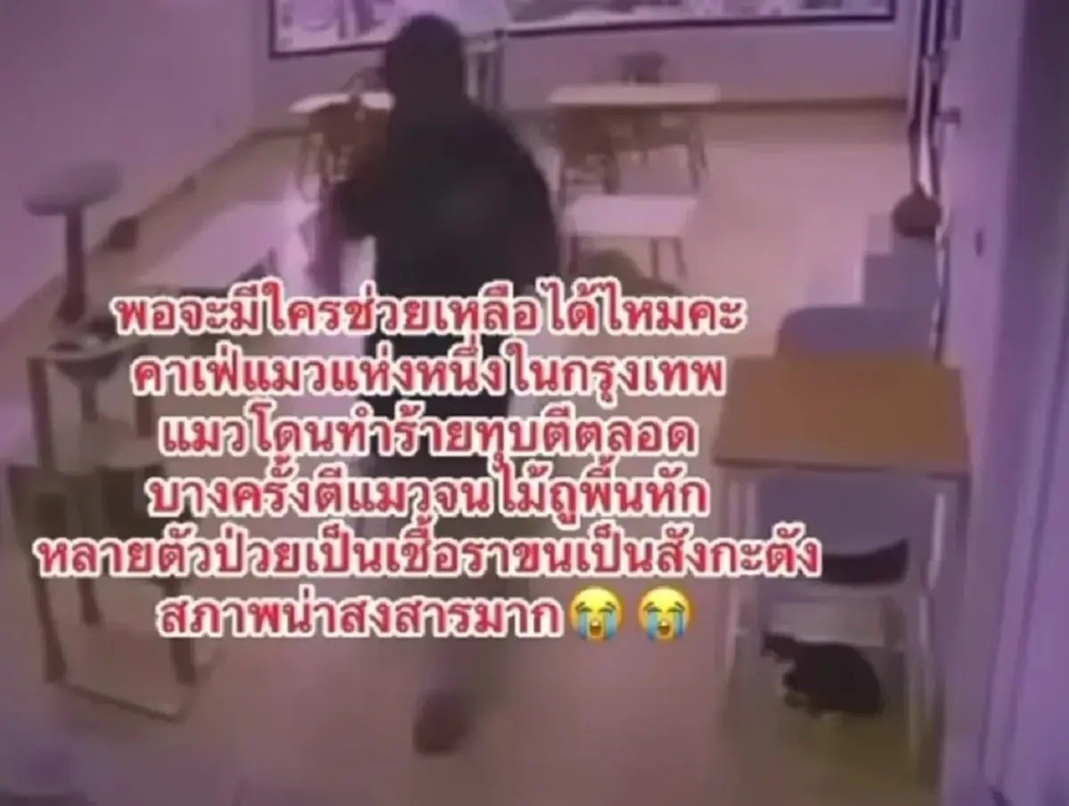 งานเข้าแล้ว คาเฟ่แมว ย่านบางเขน หลังโผล่คลิปทารุณสัตว์ว่อนเน็ต