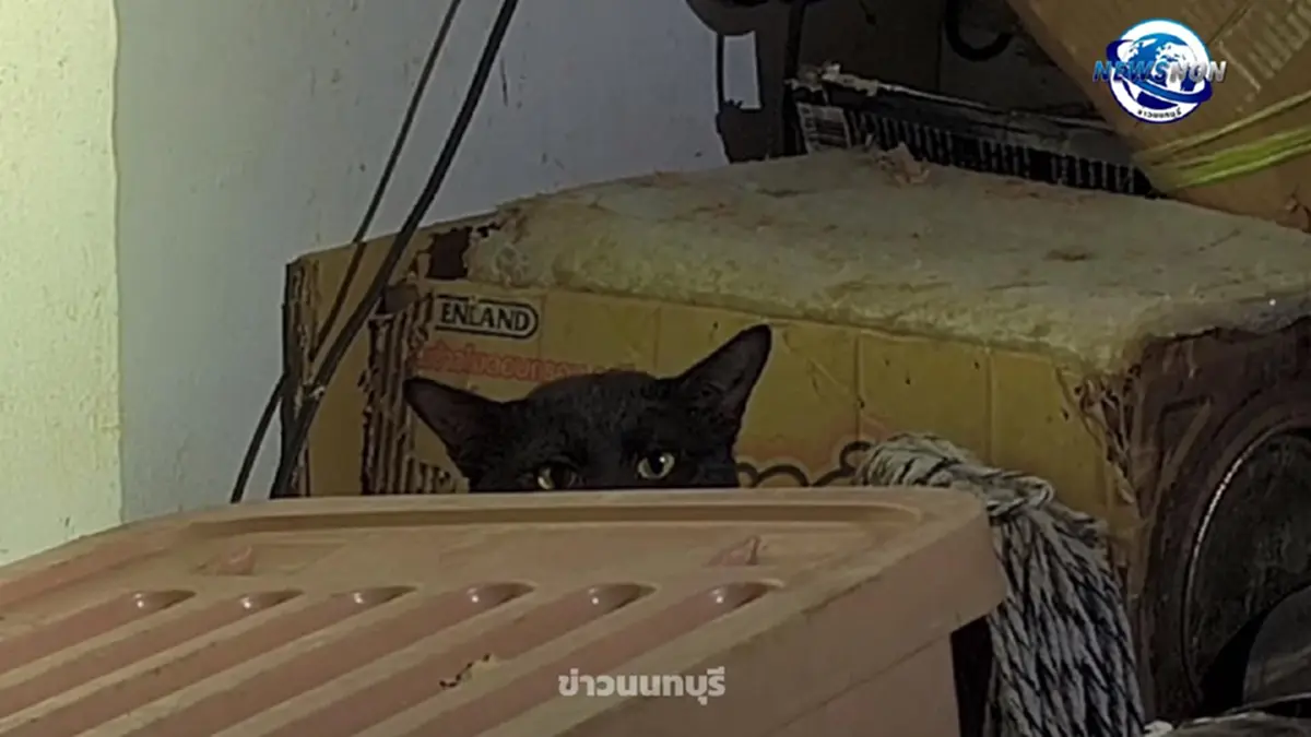   เพื่อนบ้านสุดทน  ลุงวัย 63 เลี้ยงแมว  กลิ่นเหม็นคลุ้งทั้งตึกนาน 3 ปี