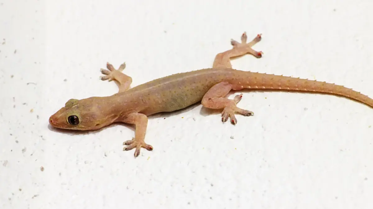 เปิดตำราทำนาย “สัตว์ตกใส่” ลางดีลางร้าย ดูได้ทุกตำแหน่ง