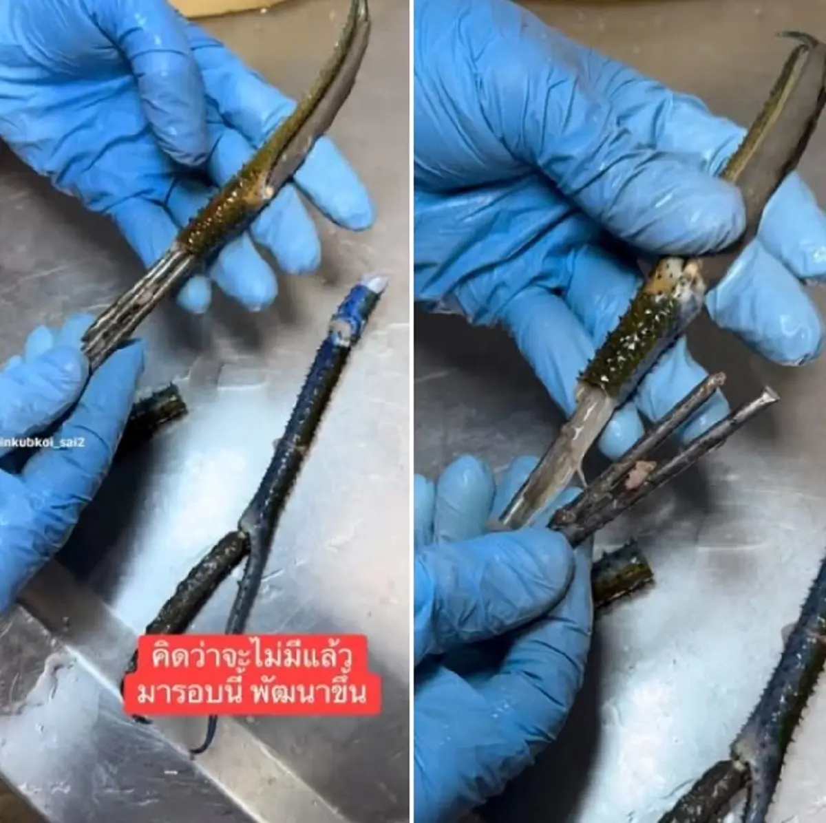 สายกินกุ้งต้องระวัง กลโกงสุดล้ำ ร้านดังเจอเต็มๆ มันอยู่ในก้าม