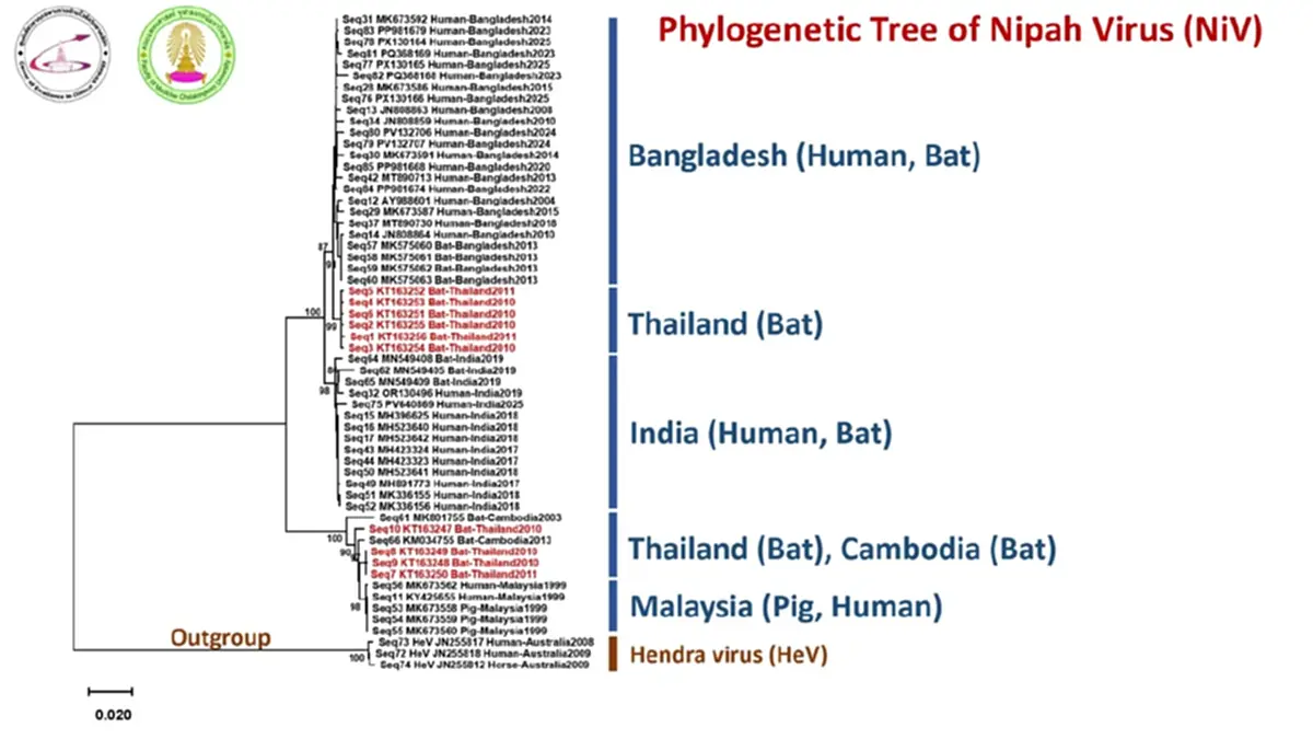 หมอยง ชี้ ไวรัสนิปาห์ การแพร่กระจายโรคต่ำ มั่นใจไม่ระบาดใหญ่