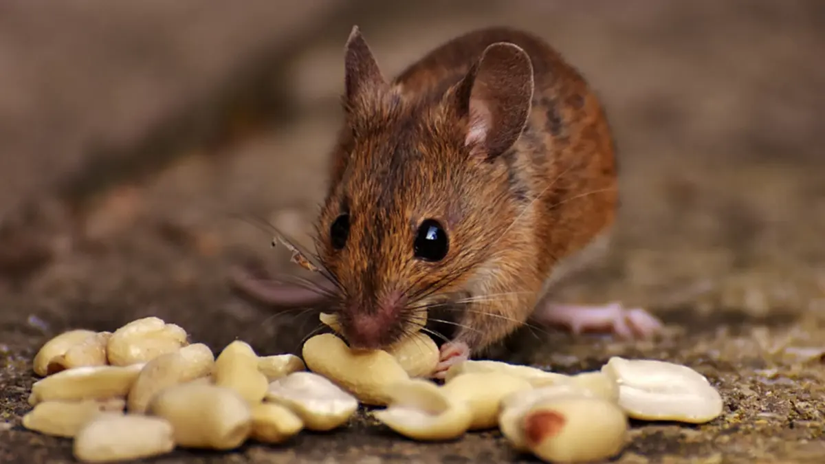 เปิดตำราทำนาย “สัตว์ตกใส่” ลางดีลางร้าย ดูได้ทุกตำแหน่ง