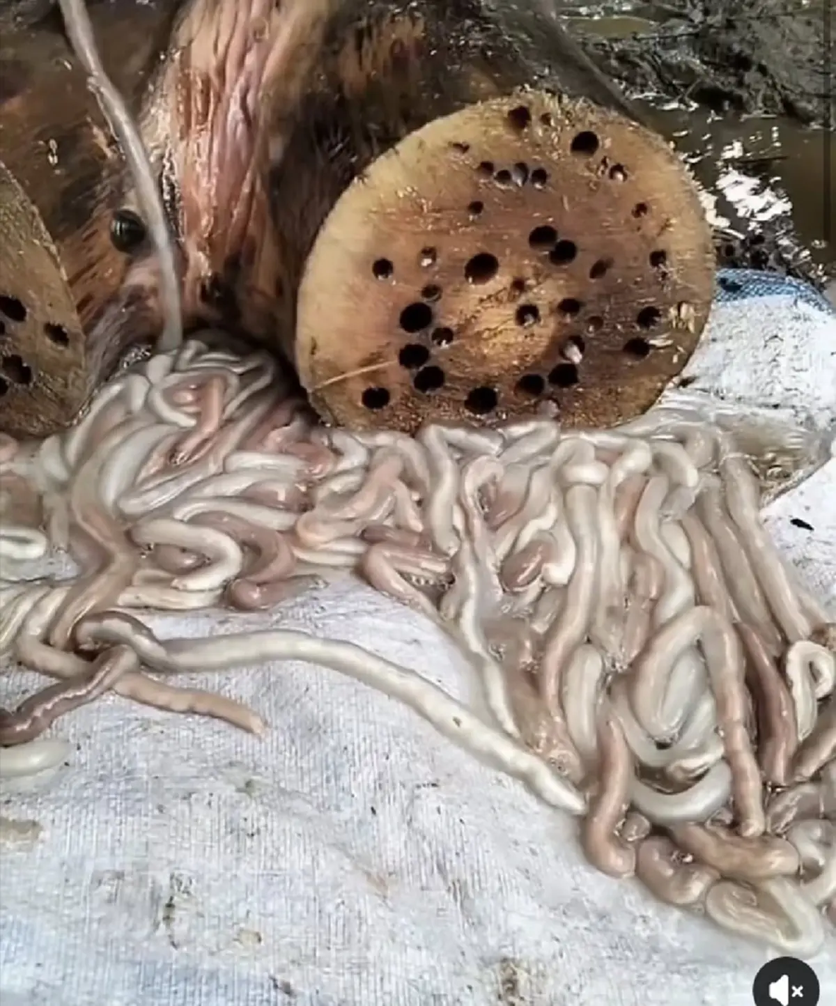 ขนลุก สาวเจอตัวประหลาด โผล่จากไม้ ที่แท้ของอร่อยโลละพัน