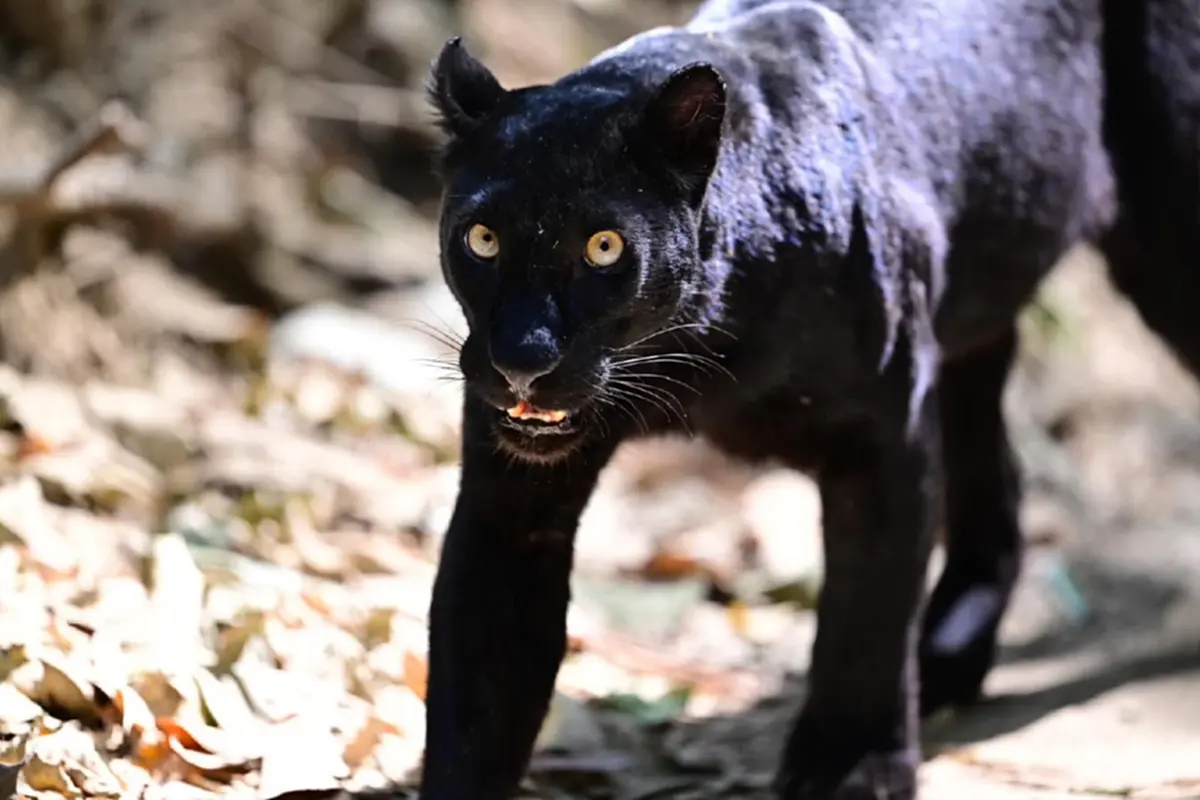 เปิดเผยภาพ เสือดำแห่งแก่งกระจาน สร้างความประทับใจแก่นักท่องเที่ยว