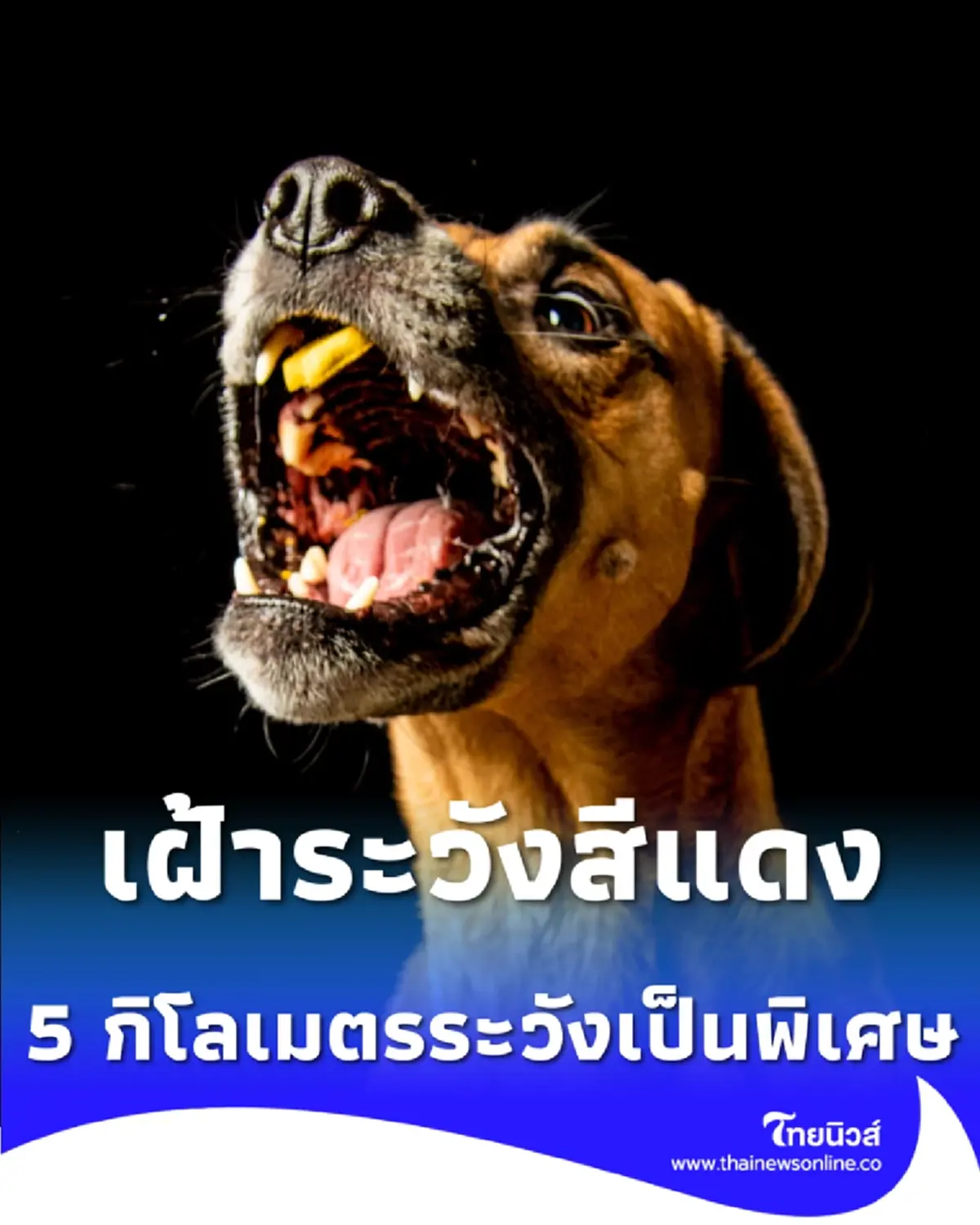  พบสัตว์ป่วยพิษสุนัขบ้า ย้ำรัศมี 5 กิโลเมตรต้องระวังเป็นพิเศษ