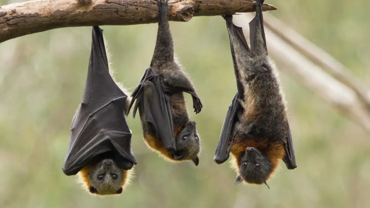 ไทยปลอดผู้ติดเชื้อ “ไวรัสนิปาห์” หลังอินเดียพบการระบาด