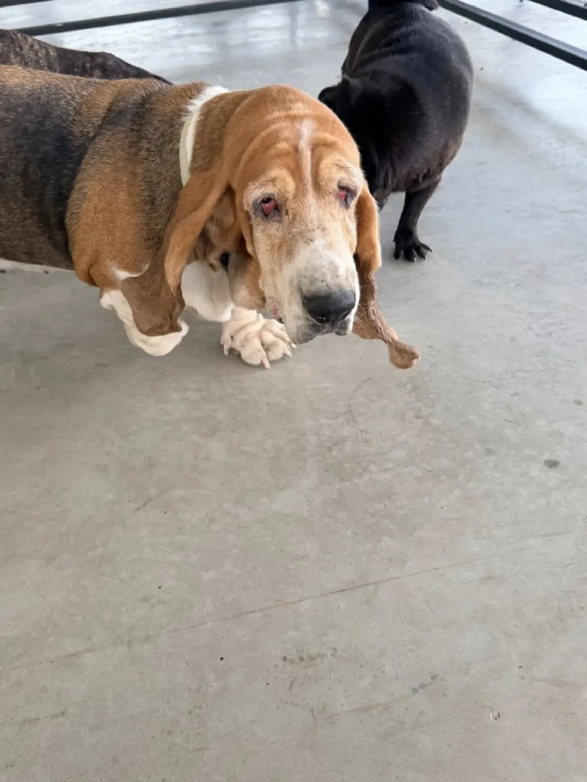 หัวใจคนรักสัตว์ “แก้มบุ๋ม ปรียาดา” สร้างบ้านใหม่ให้น้องหมา 