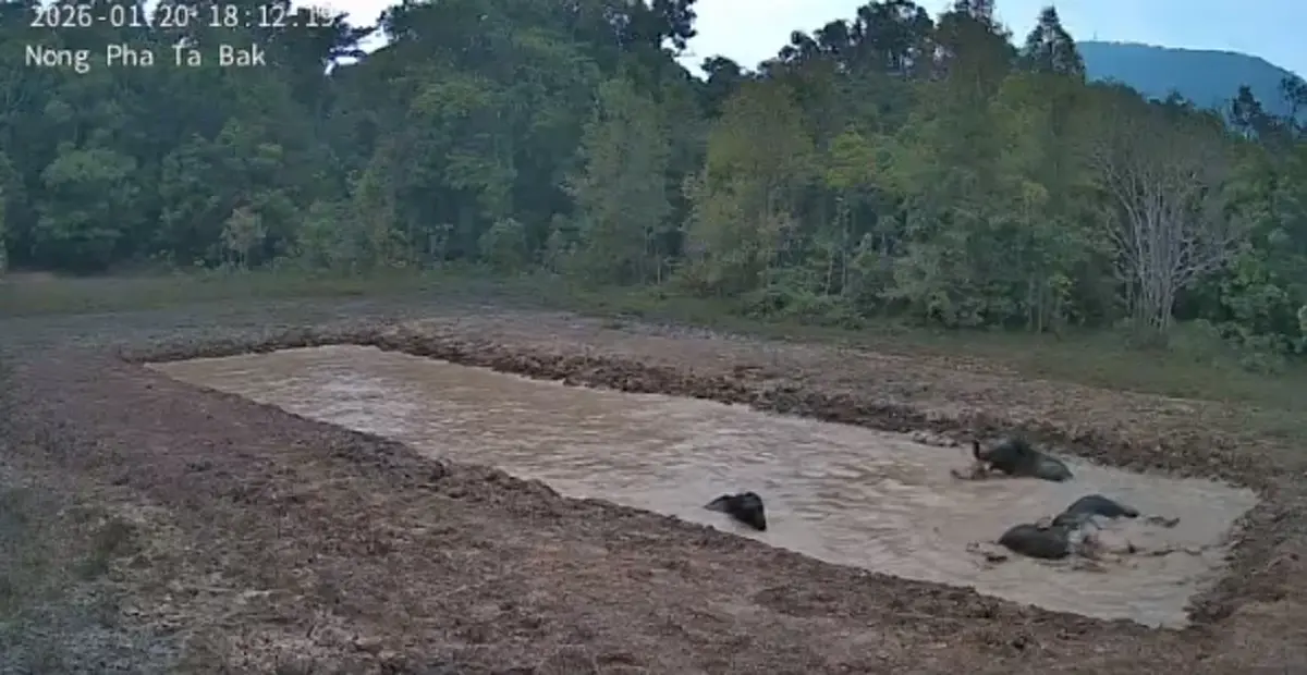 ภาพน่ารักช้างป่าเขาใหญ่เล่นน้ำ หลังมาตรการลดช้างออกนอกพื้นที่เห็นผลชัด
