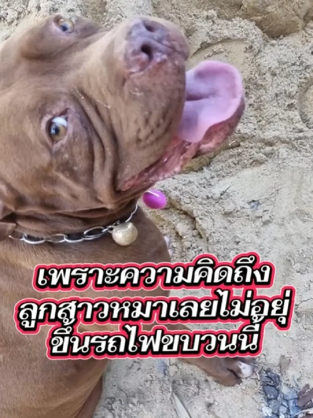 เหลือเชื่อ สาวเล่าขนลุก รอดเครนถล่มทับรถไฟ พิทบูลช่วยชีวิต