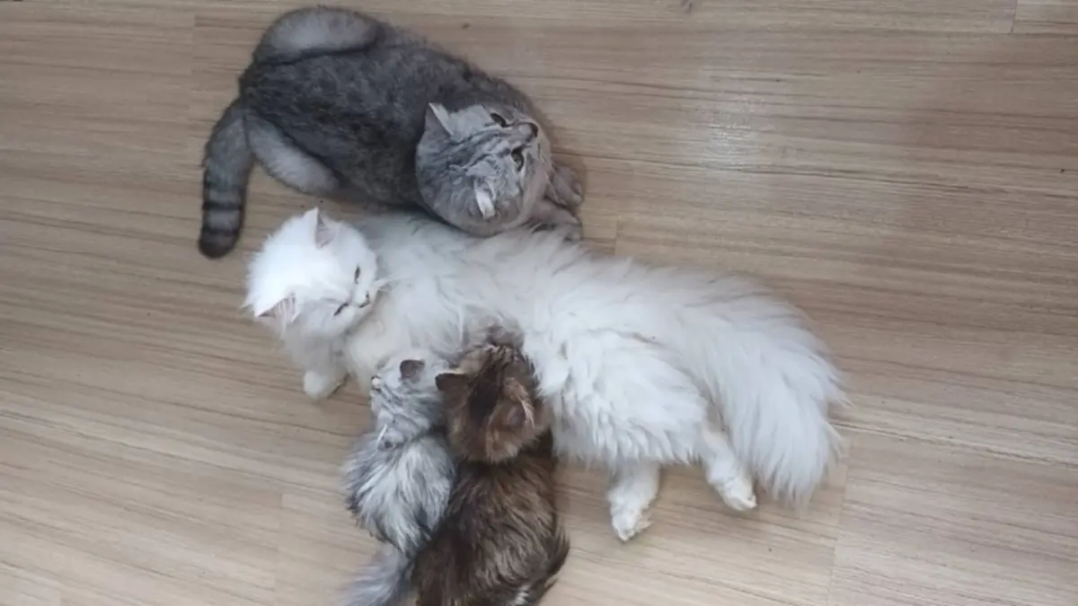 เจ้าของร้านแจงแล้ว ปมคาเฟ่แมวฉาว แฉทารุณสัตว์-ป่วยไม่รักษา