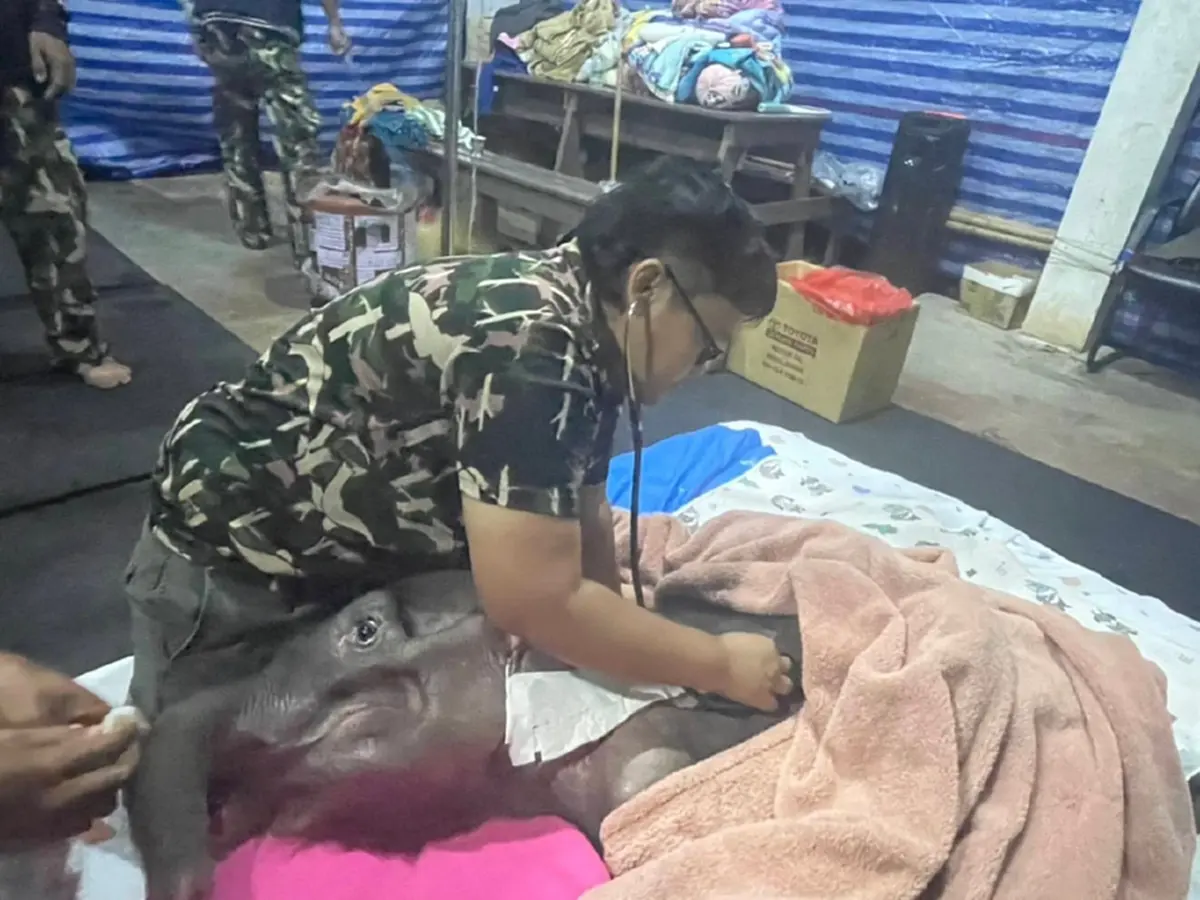 บีบหัวใจ เผยแล้วสาเหตุ น้องข้าวต้ม กลับดาวช้าง หลับไปอย่างสงบ