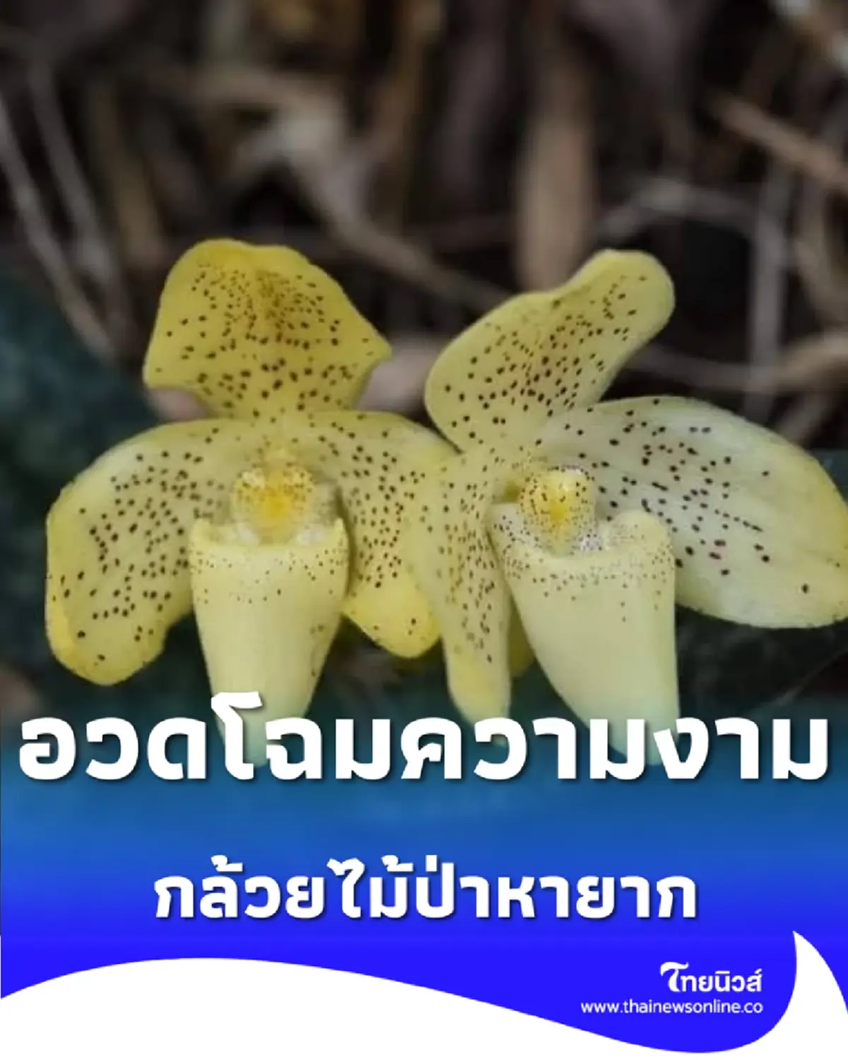 อวดโฉมความงาม รองเท้านารีเหลืองปราจีน กล้วยไม้ป่าหายากที่บึงกาฬ