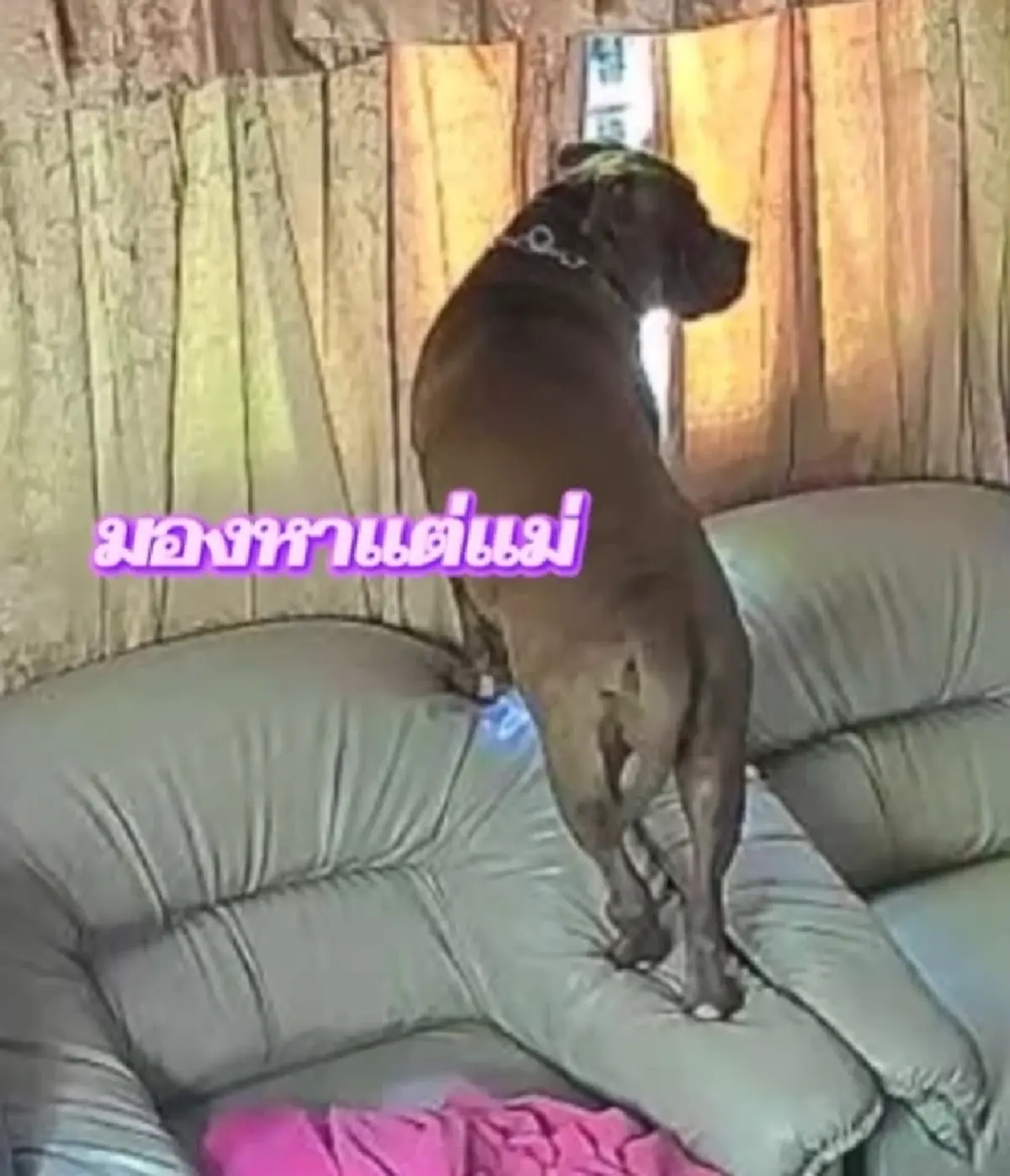 เหลือเชื่อ สาวเล่าขนลุก รอดเครนถล่มทับรถไฟ พิทบูลช่วยชีวิต