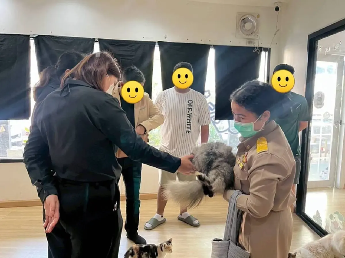 งานเข้าแล้ว คาเฟ่แมว ย่านบางเขน หลังโผล่คลิปทารุณสัตว์ว่อนเน็ต