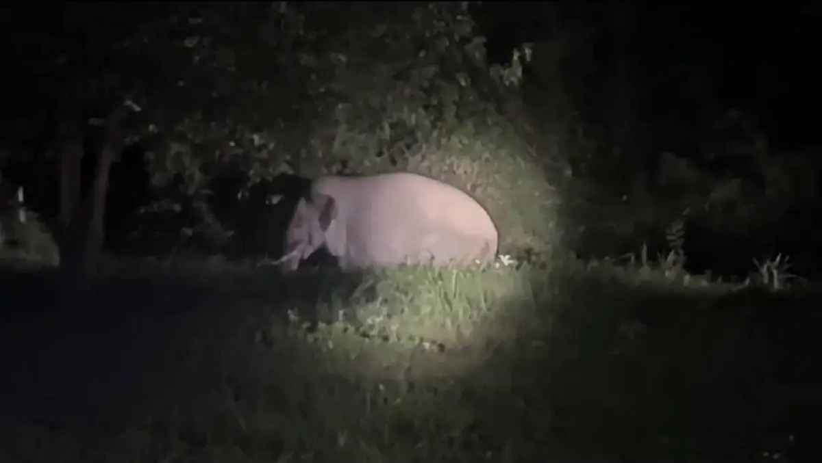 เผยสภาพ พลายชมวิว พบตัวแล้ว หลังถูกรถชนและหายเข้าป่าเขาใหญ่หลายวัน