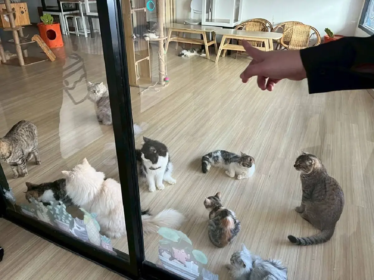 งานเข้าแล้ว คาเฟ่แมว ย่านบางเขน หลังโผล่คลิปทารุณสัตว์ว่อนเน็ต