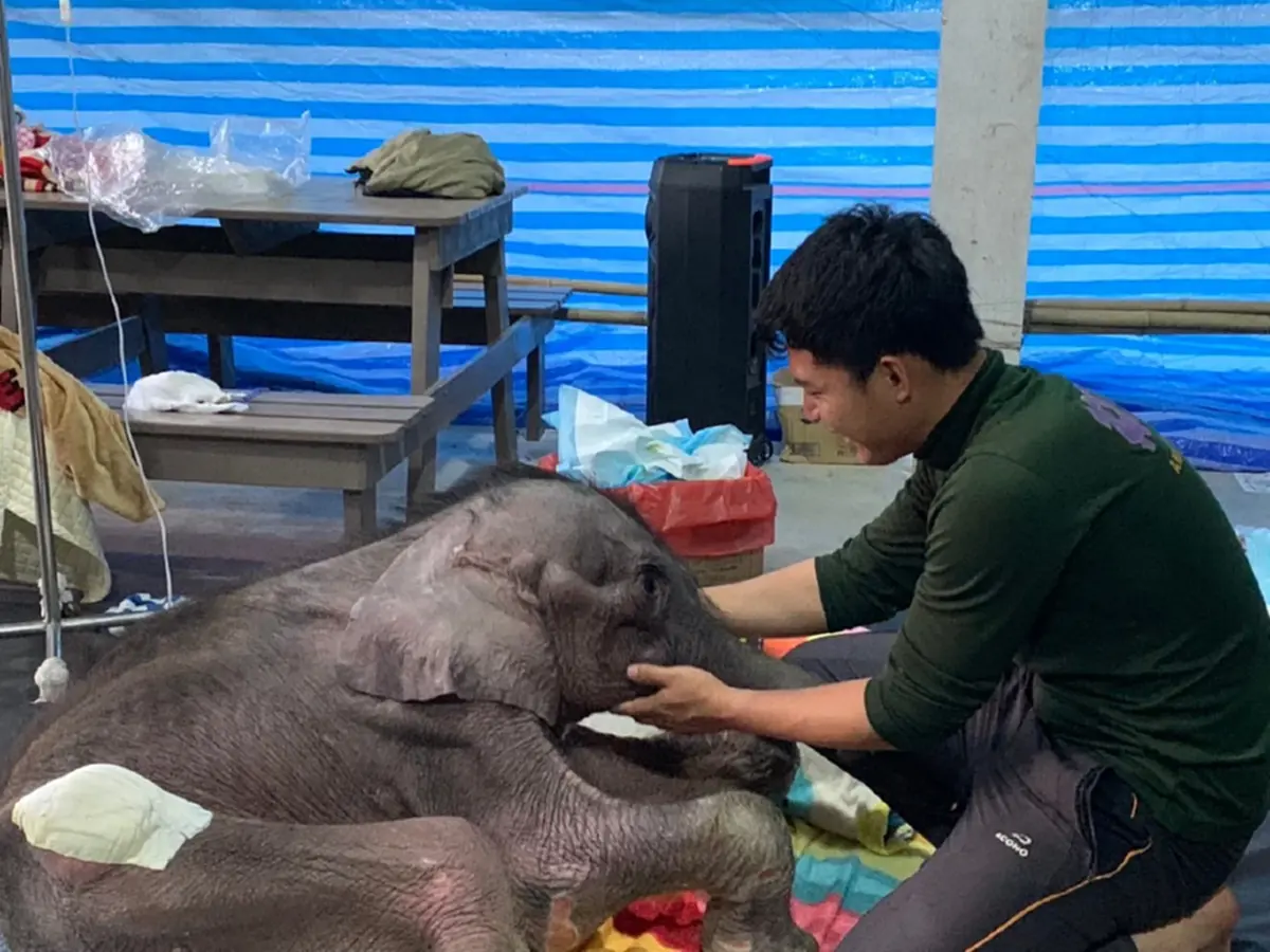 ใจสลาย น้องข้าวต้ม ลูกช้างน้อยนักสู้ กลับดาวช้างแล้ว