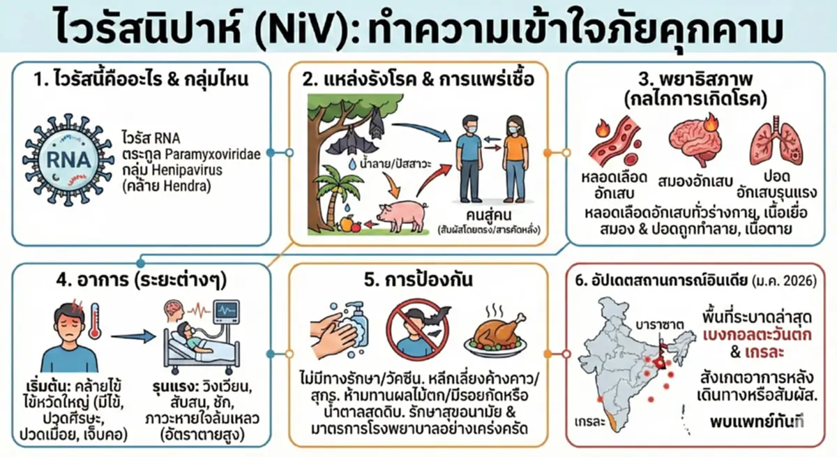 เปิดความร้ายกาจ ไวรัสนิปาห์ อาการเริ่มแรก-วิธีป้องกัน