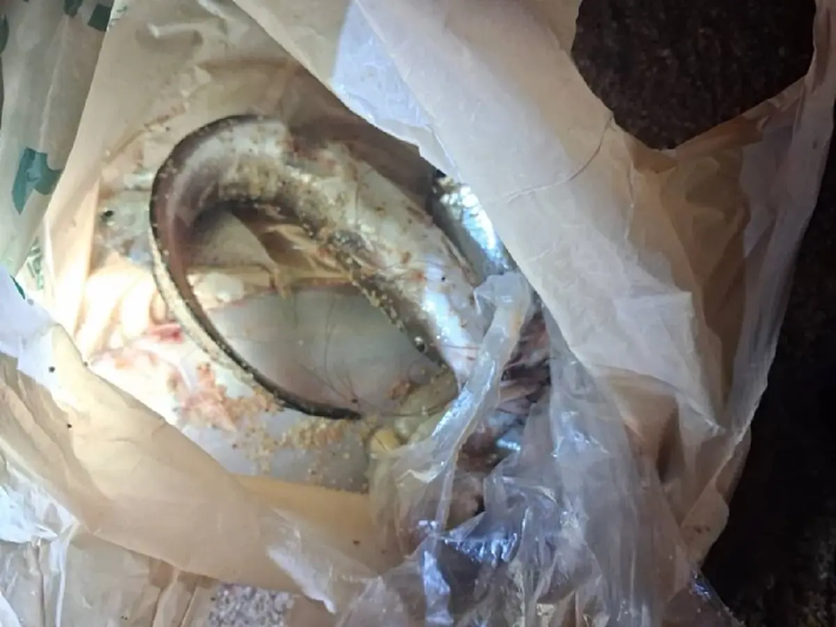 รู้แล้ว ปลาอะไร ทำชายหนุ่มถึงขั้นนอนหมดสติบน หาดจอมเทียน พัทยา