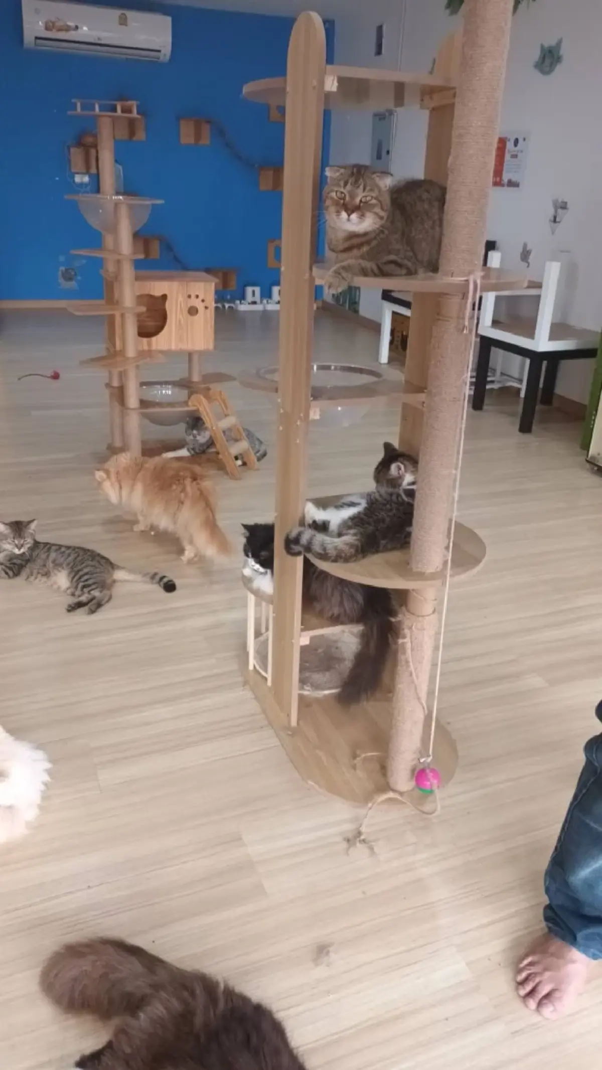 เจ้าของร้านแจงแล้ว ปมคาเฟ่แมวฉาว แฉทารุณสัตว์-ป่วยไม่รักษา