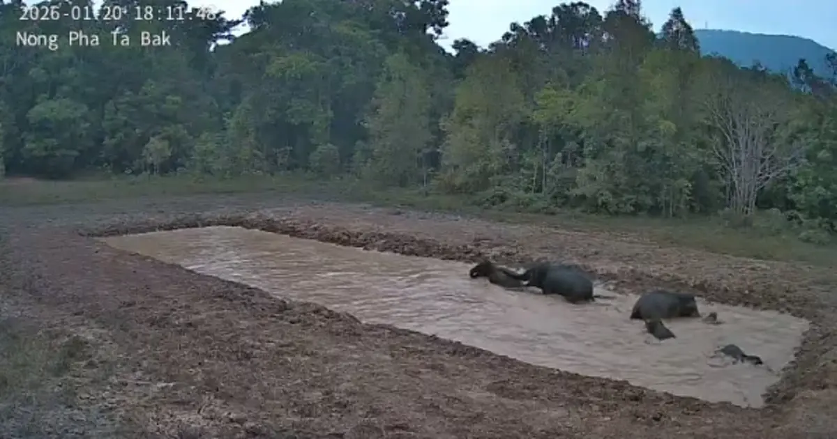 ภาพน่ารักช้างป่าเขาใหญ่เล่นน้ำ หลังมาตรการลดช้างออกนอกพื้นที่เห็นผลชัด
