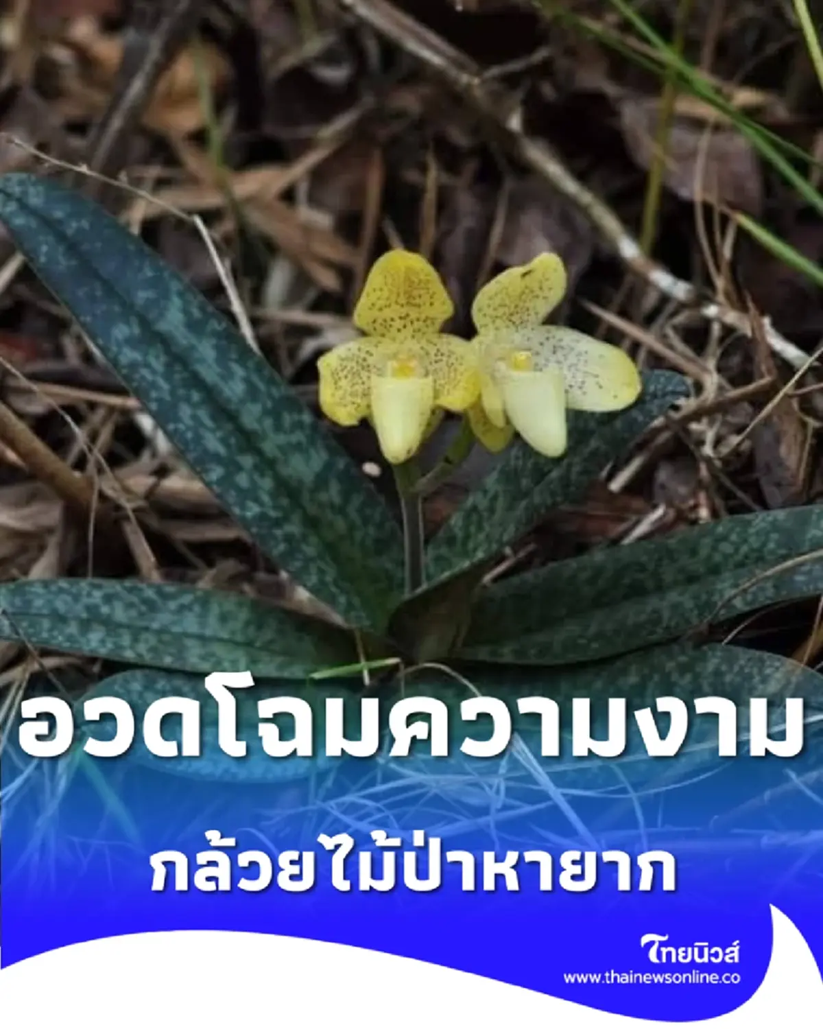 อวดโฉมความงาม รองเท้านารีเหลืองปราจีน กล้วยไม้ป่าหายากที่บึงกาฬ