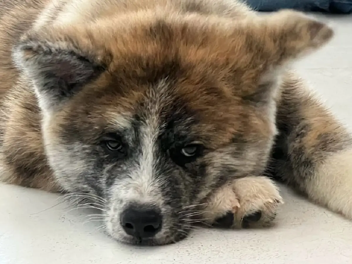 สุขสันต์วันเกิด 52 ปี “เต๋า สมชาย” ภรรยายอมใจอ่อนรับสมาชิกใหม่ 