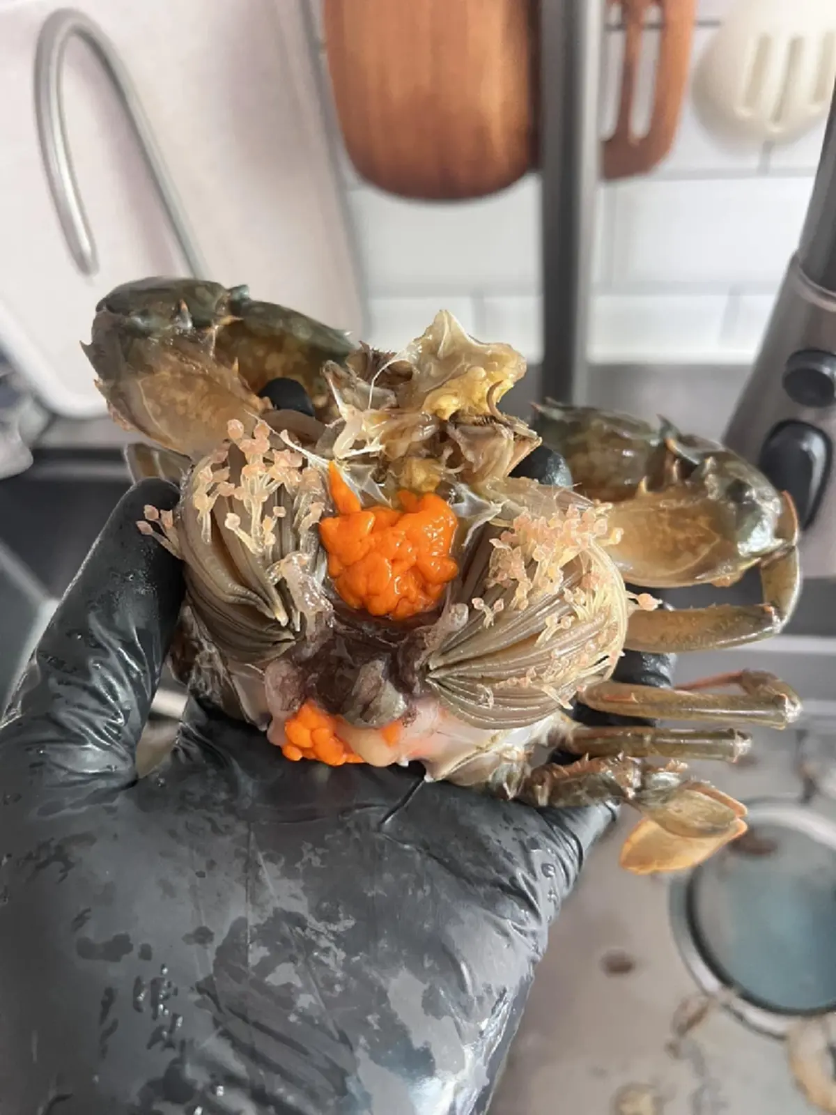 สุดสยอง ตัวอะไรอยู่ในปู ที่ซื้อมา ล่าสุด มีคนเฉลยแล้ว ชัดเลย 