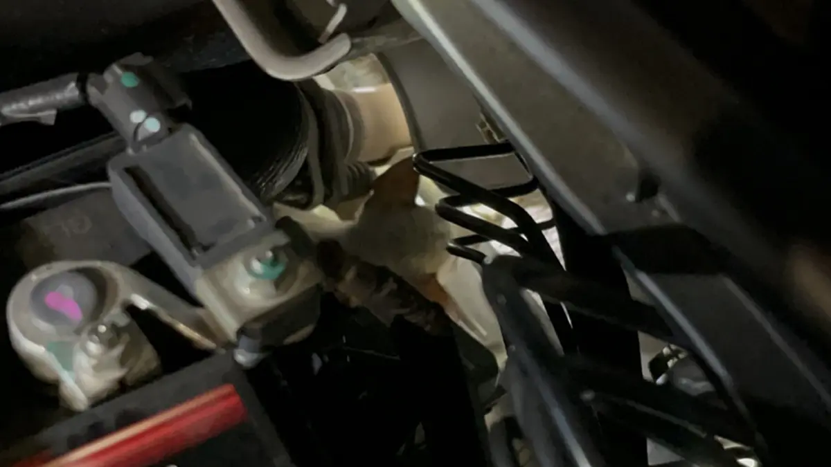 กู้ภัยศรีราชาช่วยลูกหมาติดห้องเครื่องรถกลางลานจอดสวนสุขภาพ