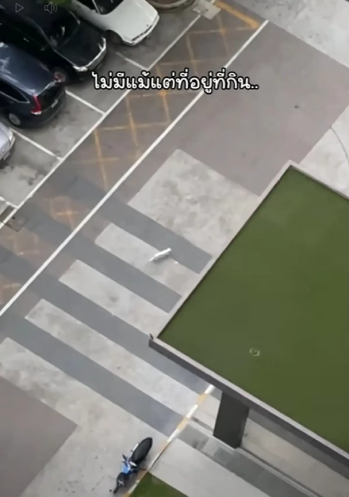 ย้อนเส้นทาง ไข่ขาวลูกแมร๊ แมวจรเปลี่ยนชีวิต ก่อนจากไปอย่างสงบ